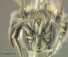 Image of Osmia atriventris Cresson 1864