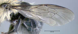 Imagem de Osmia bucephala Cresson 1864