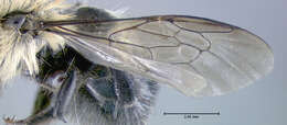 Image of Bufflehead Mason Bee