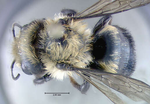 Image de Osmia bucephala Cresson 1864