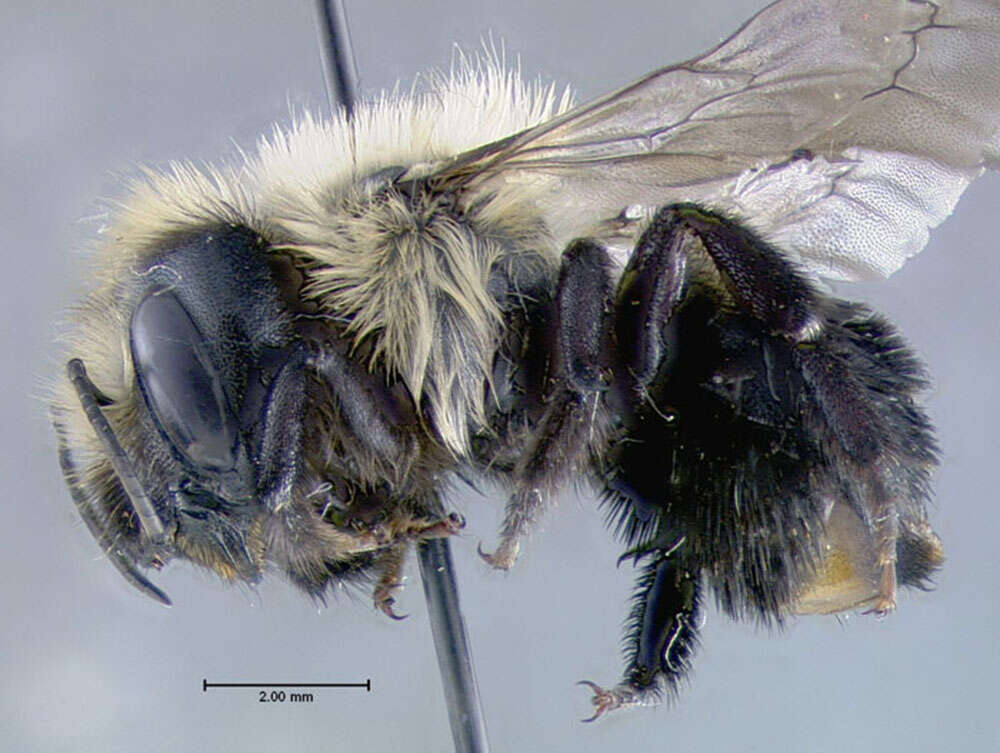 Image de Osmia bucephala Cresson 1864