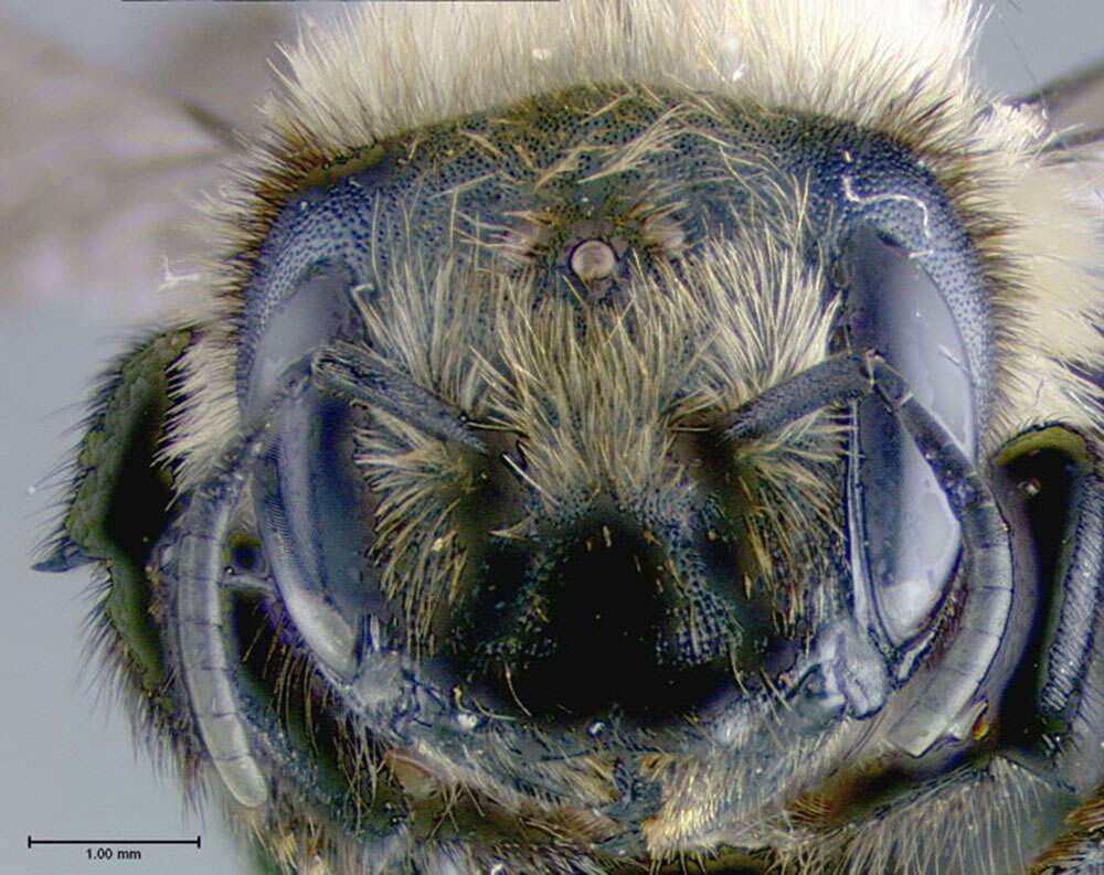 Image of Bufflehead Mason Bee