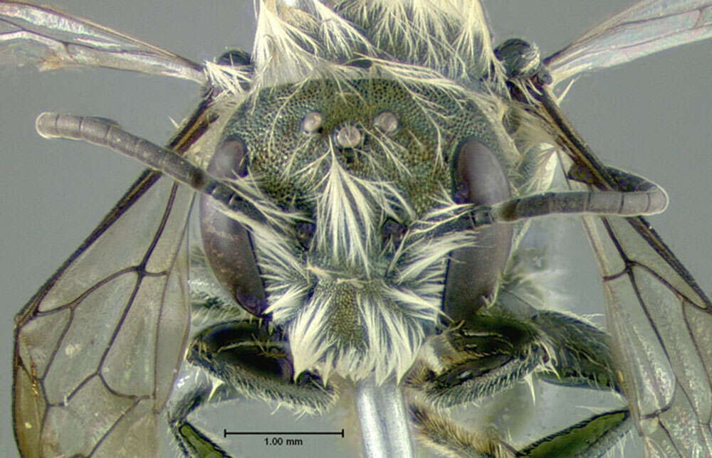 Image of Osmia inspergens Lovell & Cockerell 1907