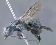 Image of Osmia simillima Smith 1853