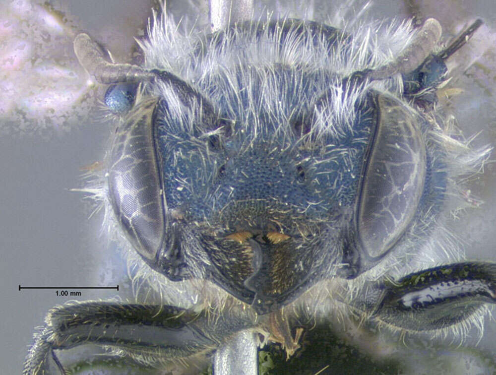 Image of Osmia simillima Smith 1853