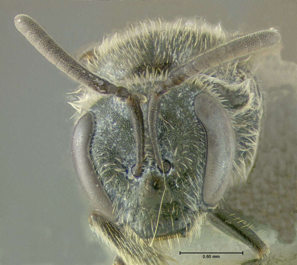 Image of Lasioglossum versans (Lovell 1905)