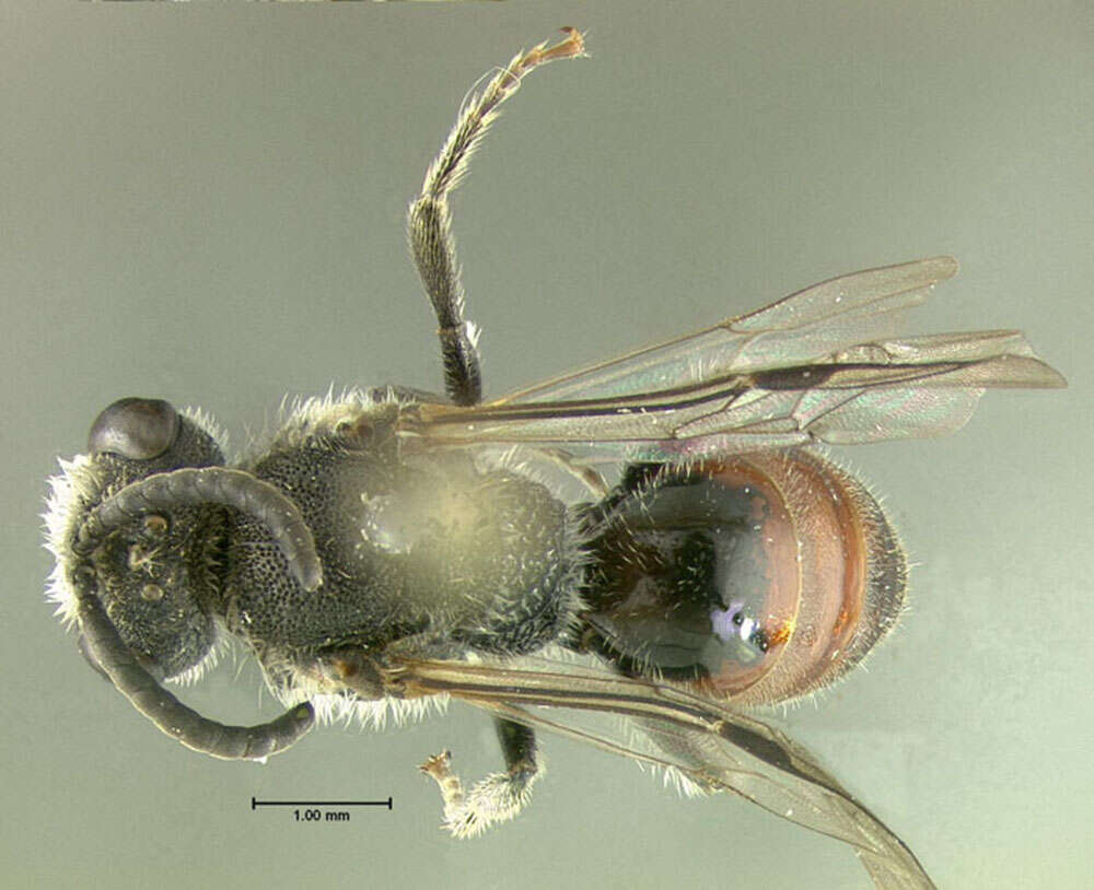 Image of Sphecodes davisii Robertson 1897