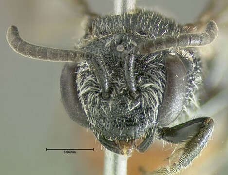 Image of Sphecodes heraclei Robertson 1897