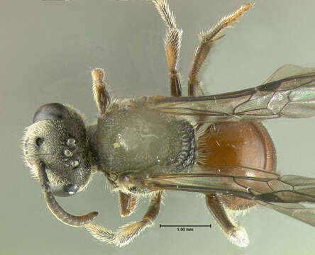 Sphecodes mandibularis Cresson 1872的圖片