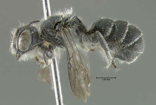 Image of <i>Heriades carinatus</i>