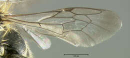 Image of Hoplitis pilosifrons (Cresson 1864)