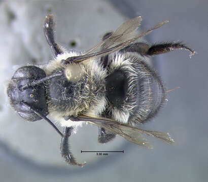 Image of Small-handed Leaf-cutter Bee