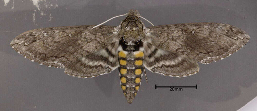 Image of Carolina sphinx