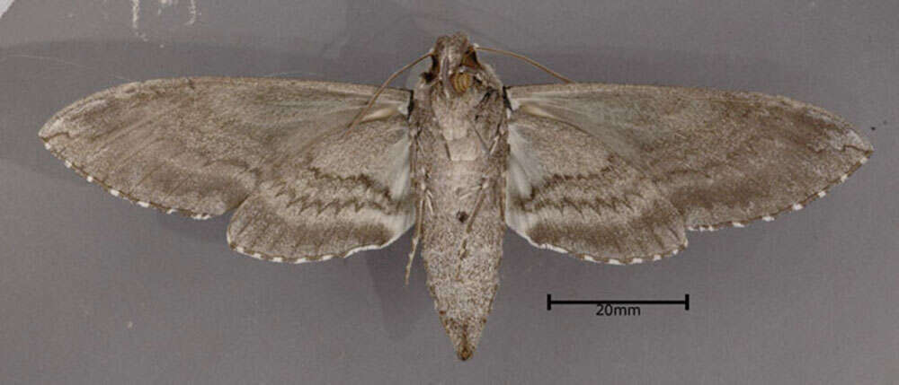 Image of Carolina sphinx