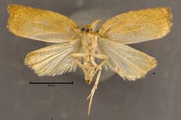 Image of Sparganothis directana Walker 1863