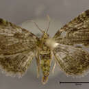 صورة Chloroclystis rectangulata Linnaeus 1758