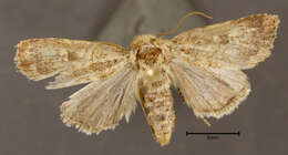 Image of Northern Scurfy Quaker Moth