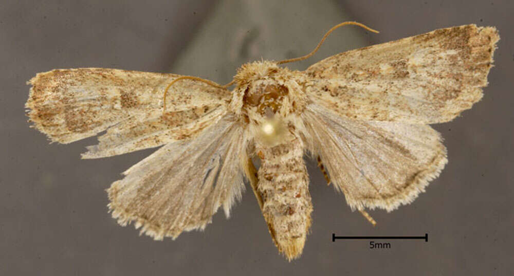Image of Northern Scurfy Quaker Moth