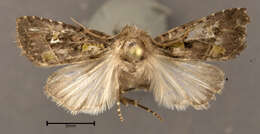 Image of Bristly Cutworm