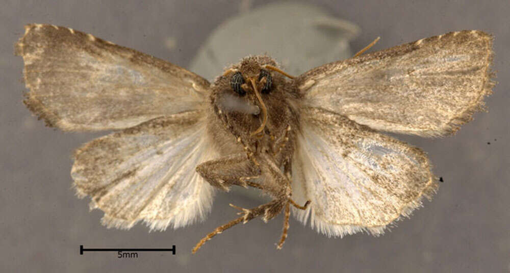 Image of Bristly Cutworm