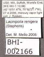 Lacinipolia renigera Stephens 1829的圖片