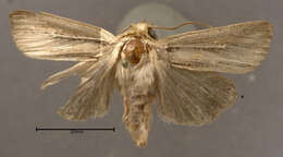 Image of Comma Wainscot