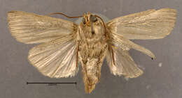 Image of Comma Wainscot