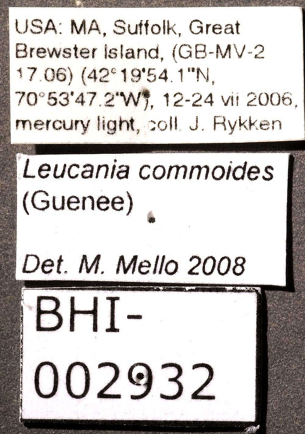 Слика од Leucania commoides Guenée 1852