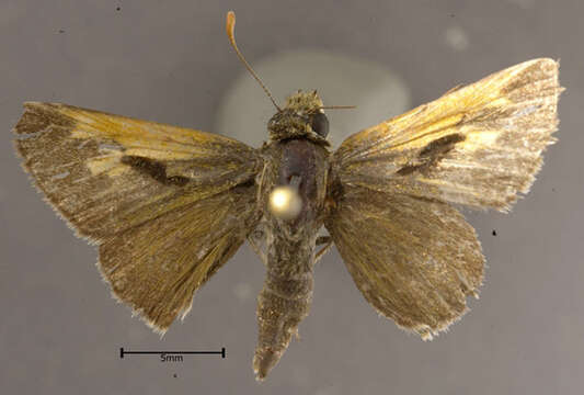 Image of Tawny-edged Skipper