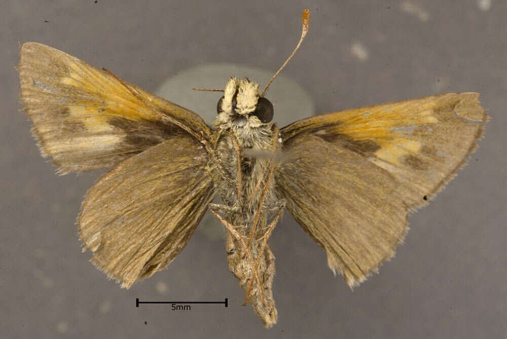 Image of Tawny-edged Skipper