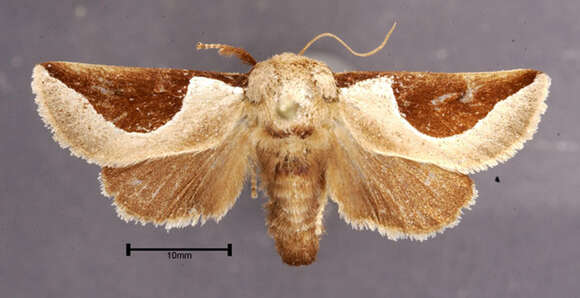 Image of Skiff Moth