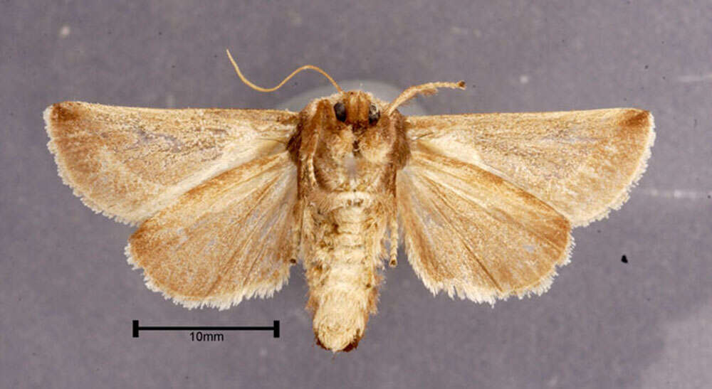 Image of Skiff Moth