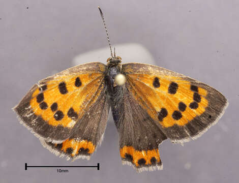 Imagem de Lycaena phlaeas (Linnaeus 1761)