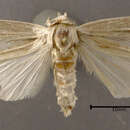 Image of <i>Simyra insularis</i>