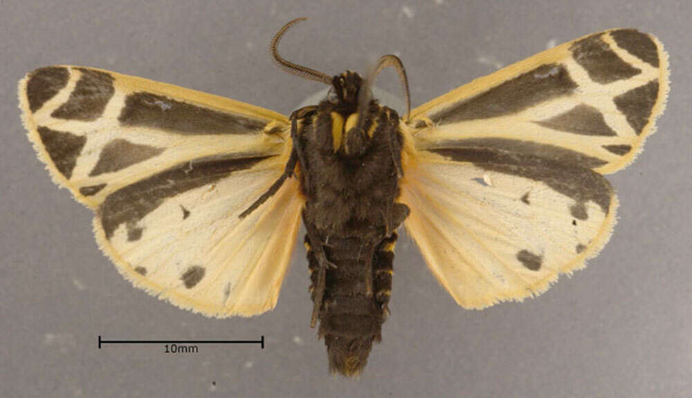 Image of Harnessed Tiger Moth