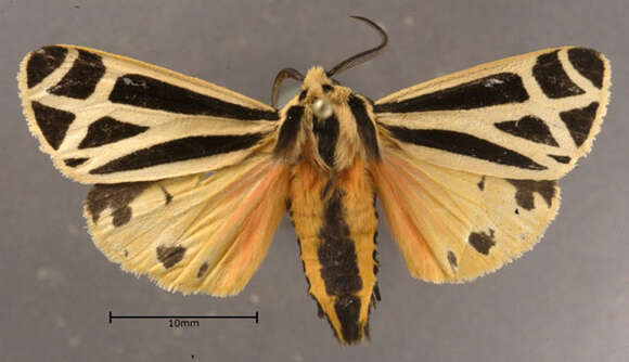 Image of Harnessed Tiger Moth