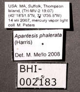 Apantesis phalerata Harris 1841 resmi