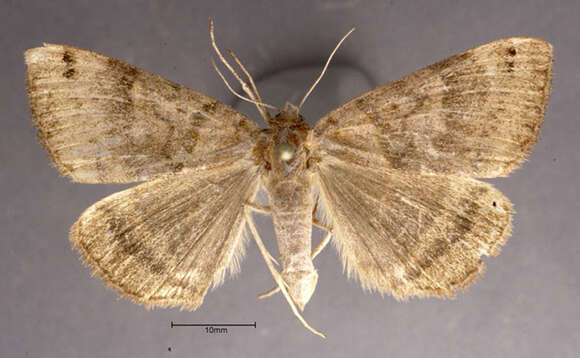 Image of Clover Looper, Range Grass-moth