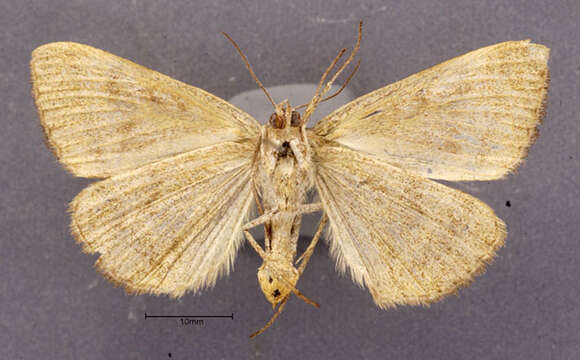 Image of Clover Looper, Range Grass-moth