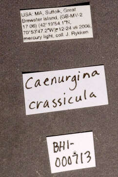 Image de Caenurgina crassiuscula Haworth 1809