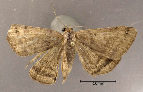 Image of Clover Looper, Range Grass-moth