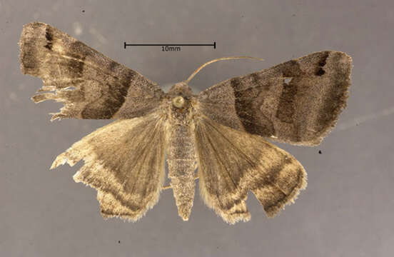 Image of Clover Looper, Range Grass-moth