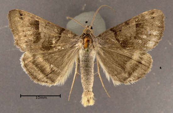 Image of Clover Looper, Range Grass-moth