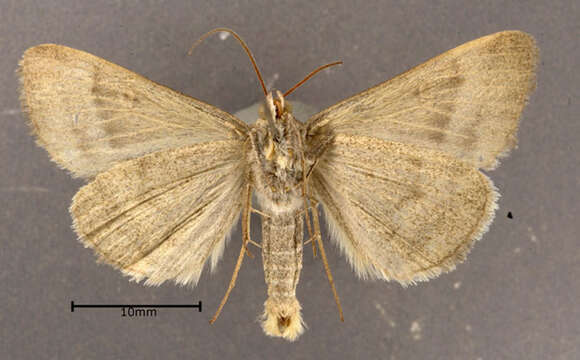 Image of Clover Looper, Range Grass-moth