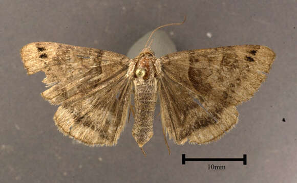 Image of Clover Looper, Range Grass-moth