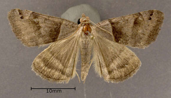 Image of Clover Looper, Range Grass-moth