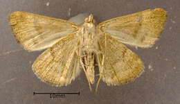 Image de Caenurgina crassiuscula Haworth 1809