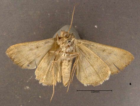 Image of Forage Looper