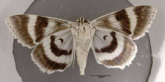 Image of White Underwing, The Relict