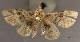 Image of Common Fungus Moth